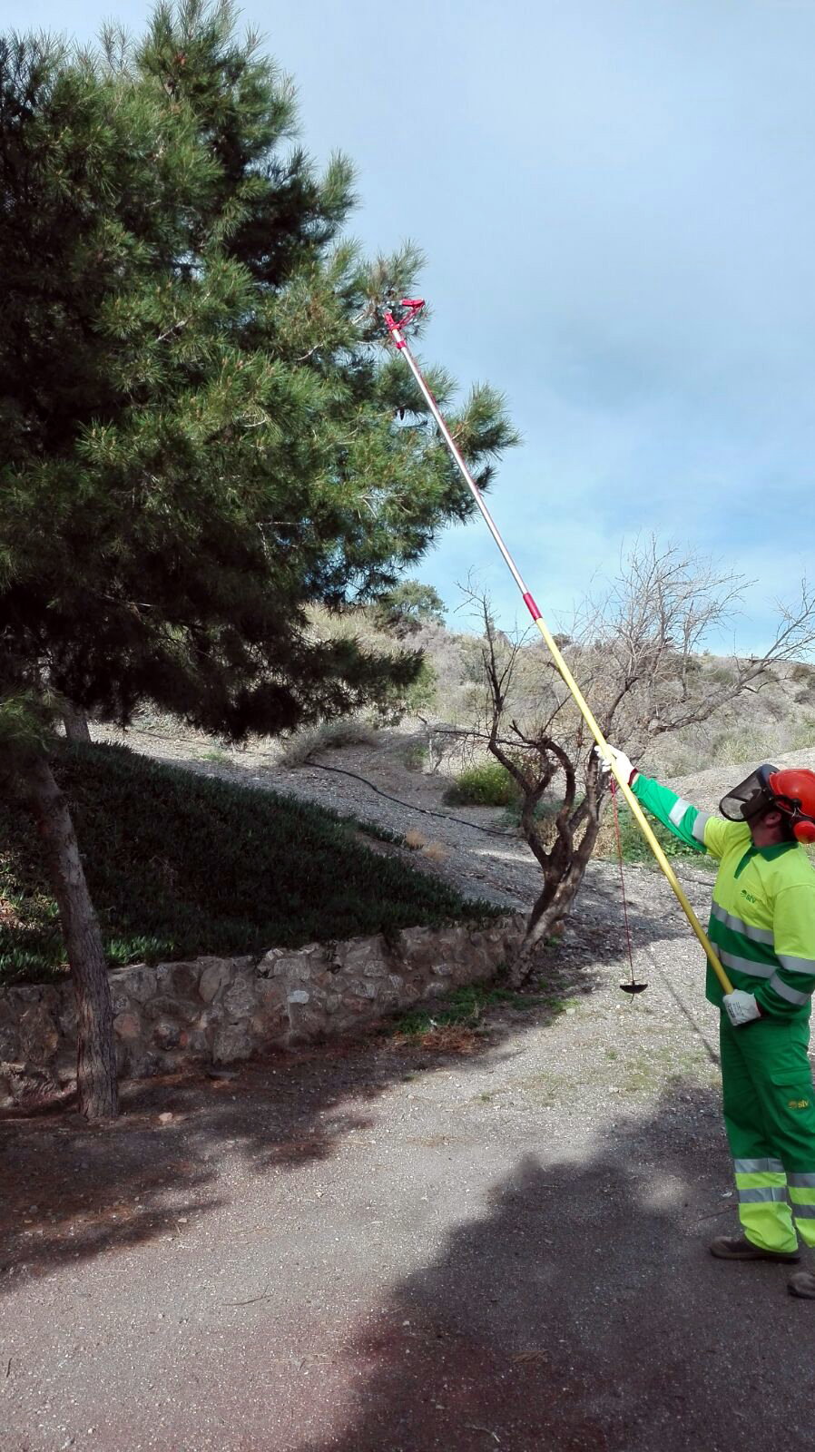 El Ayuntamiento trabaja, de forma intensiva, en eliminar cualquier resto de procesionaria en los casi 800 pinos del municipio