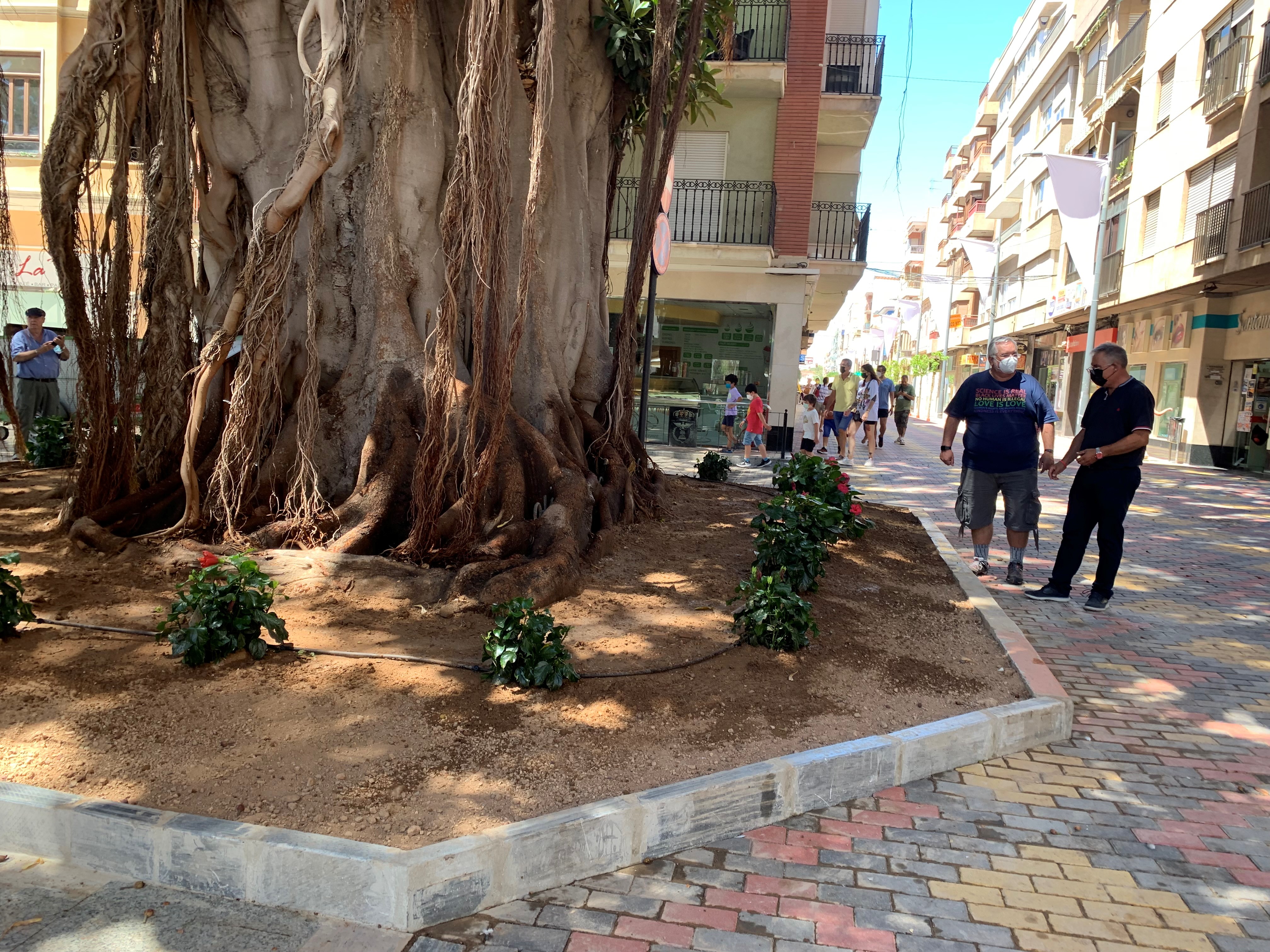 Los centenarios Ficus de la Glorieta disfrutan ya de parterres más amplios