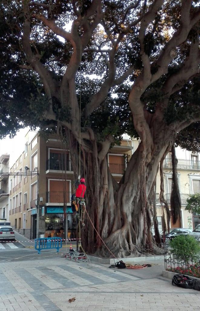 El Ayuntamiento está revisando seis ejemplares de ficus para garantizar su perfecto estado de salud