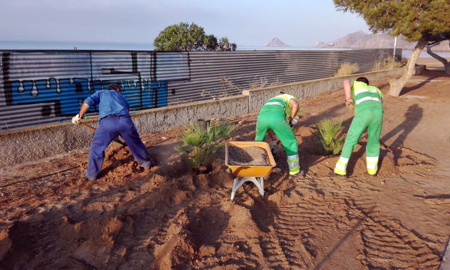 El Ayuntamiento consigue una nueva imagen de la entrada a Calabardina con la plantación de más de sesenta pinos y palmitos