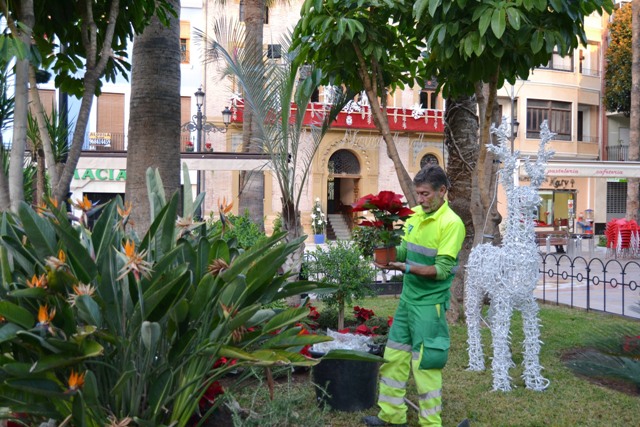 Los jardines de Águilas se engalanan con la típica “Flor de Pascua”