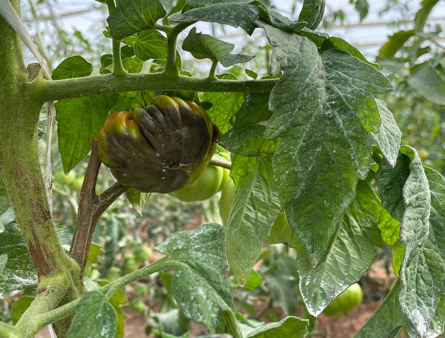 El Ayuntamiento y Asaja organizan una charla sobre el virus rugoso del tomate