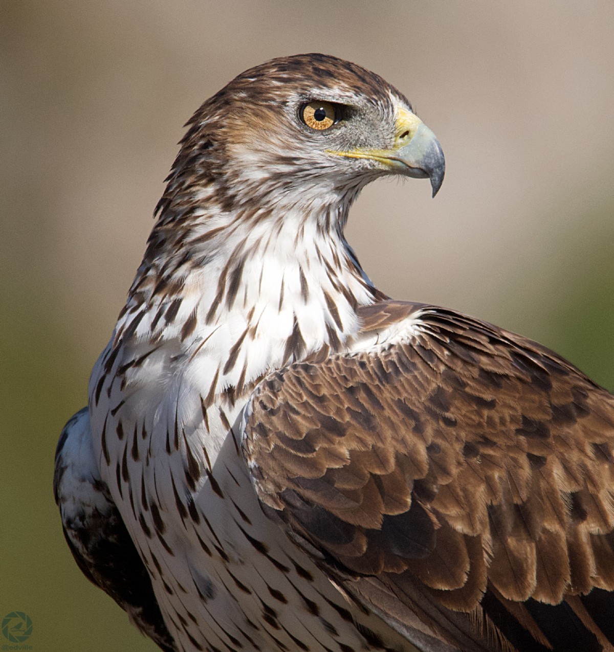 El Águila Perdicera es elegida por los escolares como el “Aguileño del año”