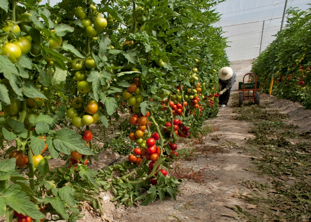 La alcaldesa transmite al director de la Oficina Comarcal Agraria la preocupación del sector ante las pérdidas ocasionadas por las altas temperaturas
