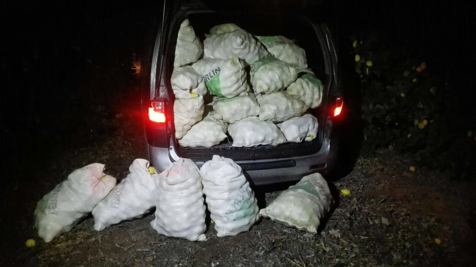 La Policía Local recupera una tonelada y media de limones sustraídos de una finca agrícola