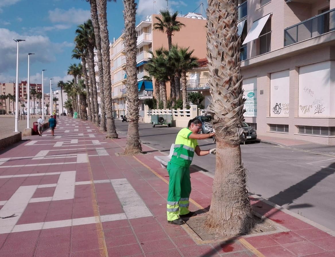 El Ayuntamiento ‘afeita’ las partes inferiores de algunas palmeras para mejorar la seguridad de los viandantes 