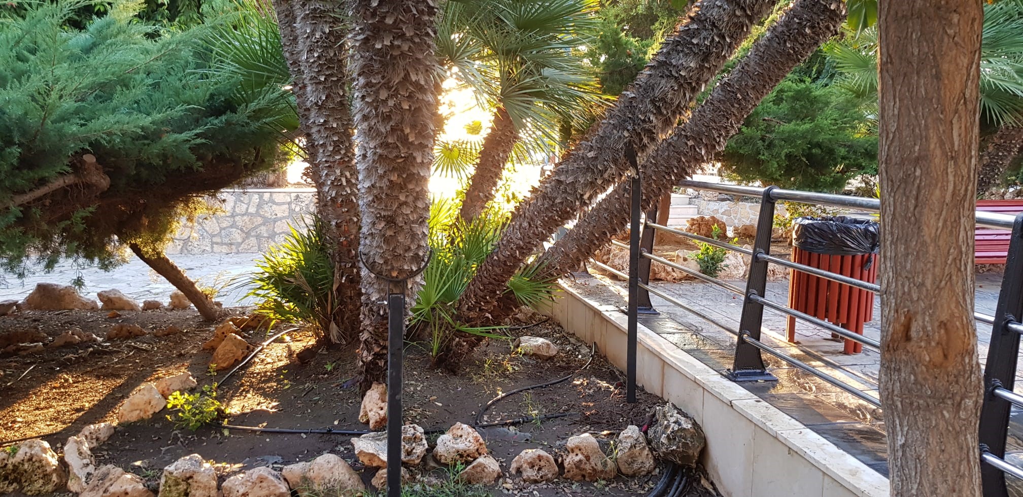 Actuaciones en ejemplares singulares del municipio