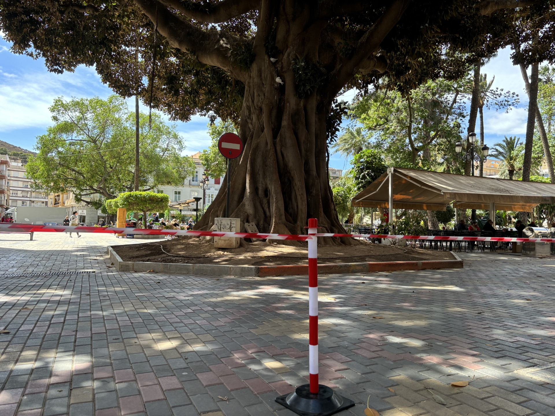 El Ayuntamiento procede al balizado de grandes árboles ante la alerta amarilla por fuertes rachas de viento