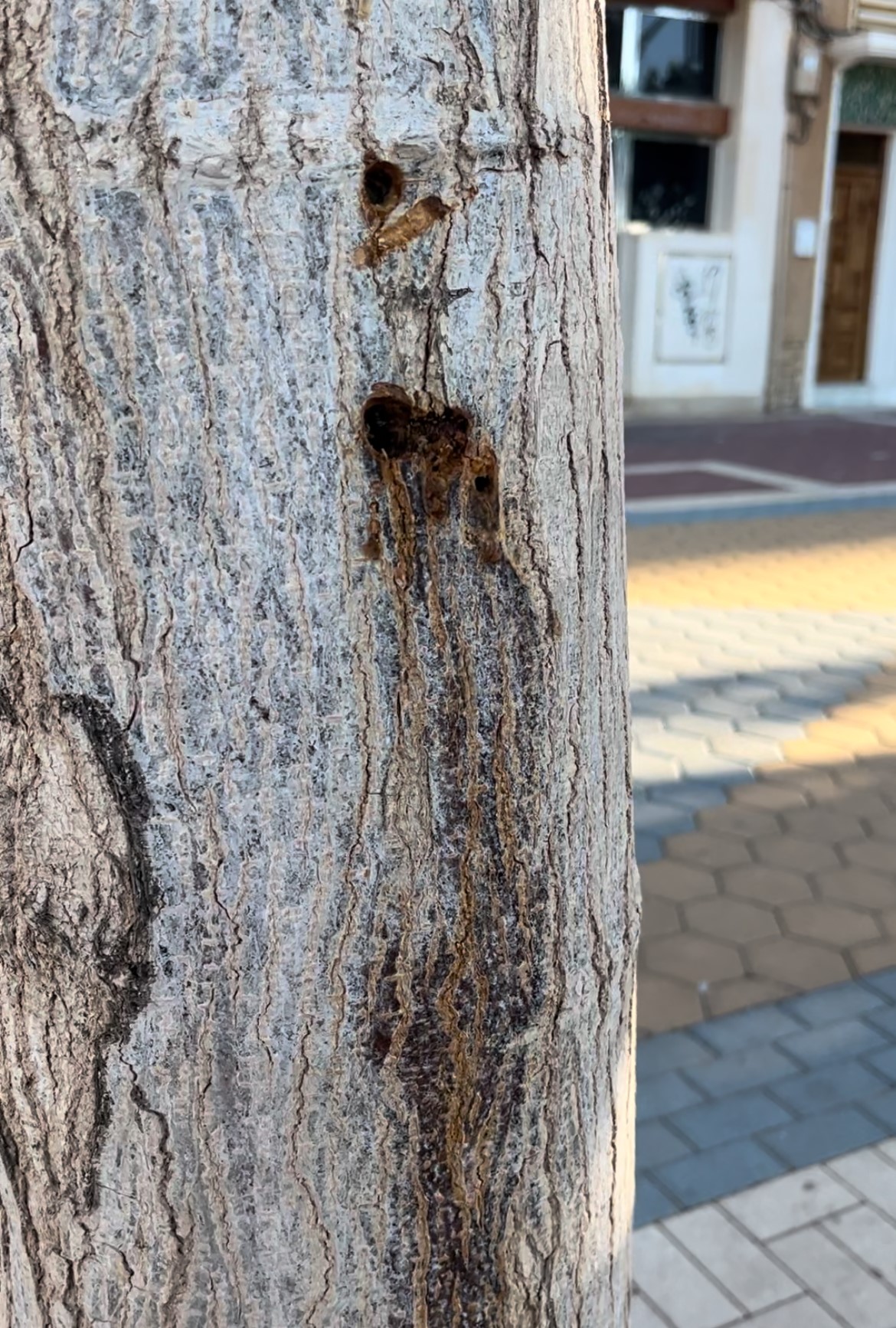 El Ayuntamiento denuncia el secado intencionado de tres ejemplares de morera adulta