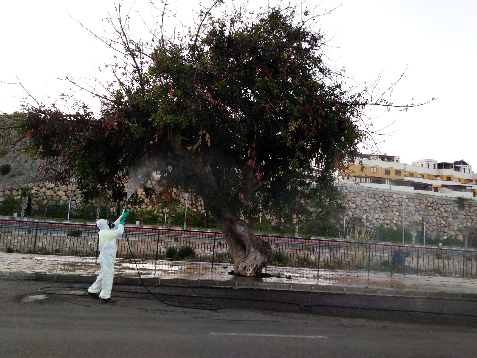 El Ayuntamiento aplica un tratamiento intensivo para ‘mejorar la salud’ de un algarrobo en la Urbanización los Jardines